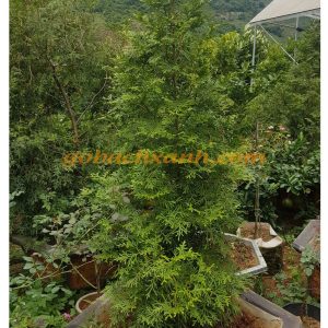 Cây bách xanh mộc châu